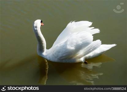 White mute swan looking away while floating in opaque green water, with raised wing feathers.