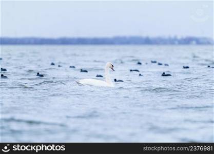 White mute swan on blue water with small waves.. Majestic white mute swan on large lake with strong wind floating among other birds