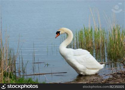 White mute swan standing in lake water, spring day
