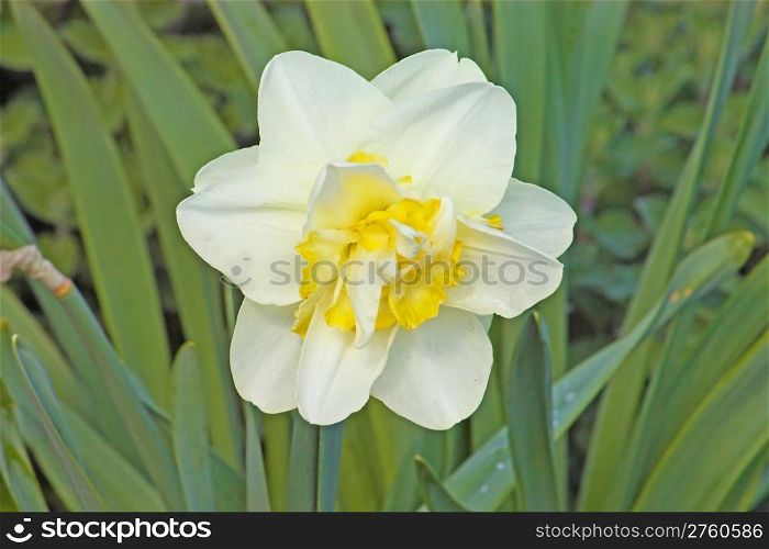 White narcissus flower in the garden