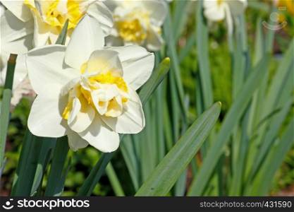 White narcissus flower in the garden