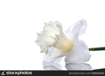 white narcissus isolated on white background