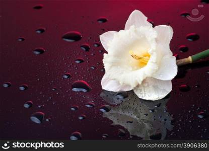 white narcissus on red background with water drops