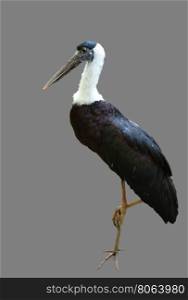 White-necked Stork or Woolly-necked Stork isolated on gray background