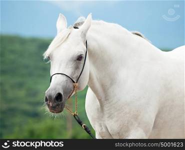 white nice arabian stallion
