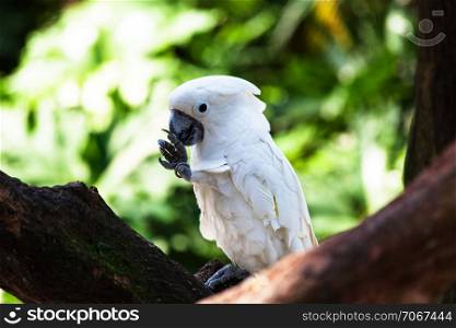 white of beautiful parrot in a tree