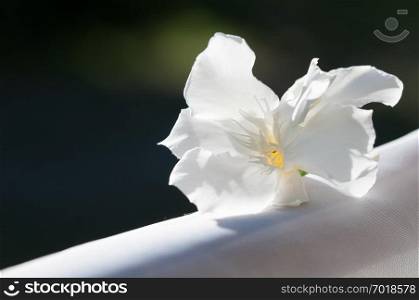 White oleander flowers  Nerium Oleander 