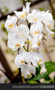 White orchid. Dismissed flower close up, and blur background