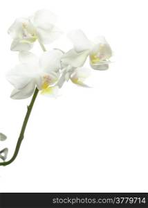 White orchid flower isolated on a white background
