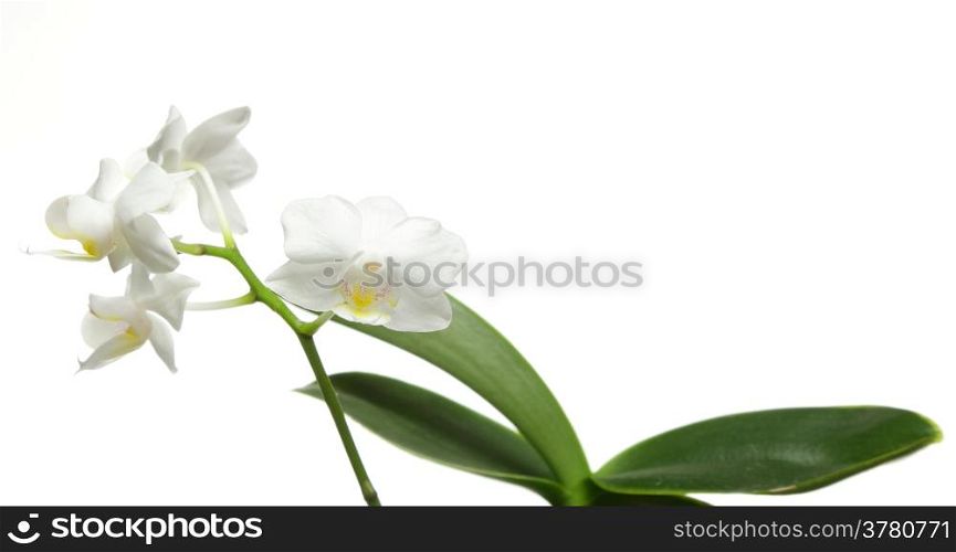 White orchid flower isolated on a white background