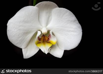 white orchid flower on black background