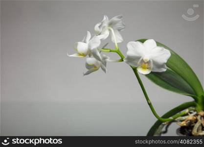 White orchid flower on gray background