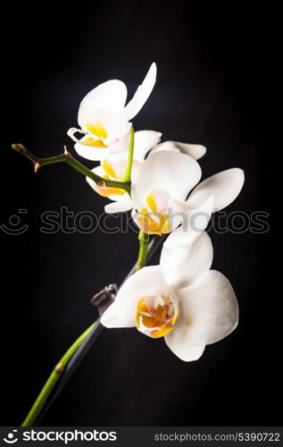 white orchid flowers closeup isolated on black