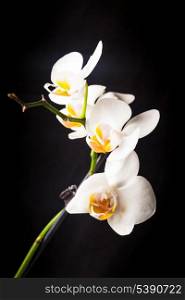 white orchid flowers closeup isolated on black