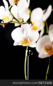white orchid flowers closeup isolated on black. white orchid flowers