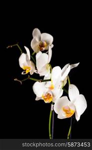white orchid flowers closeup isolated on black. white orchid flowers