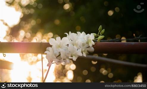 white orchid flowers. orchid flowers the natural in the garden with sunset light
