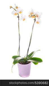 white orchid grows in pot isolated on white