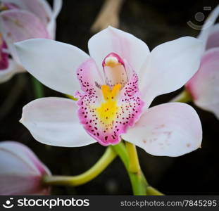 White orchid in bloom