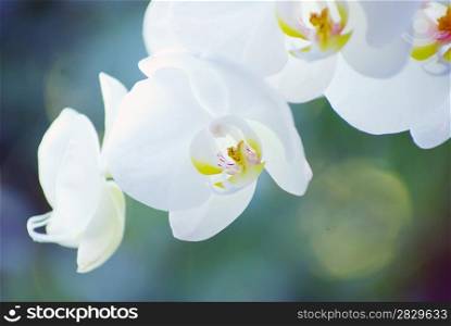 White orchid isolated on green background