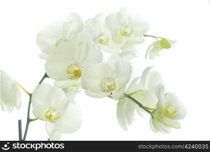 White orchid isolated on white background