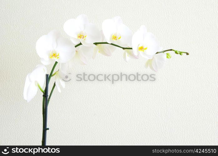 White orchid isolated on white background