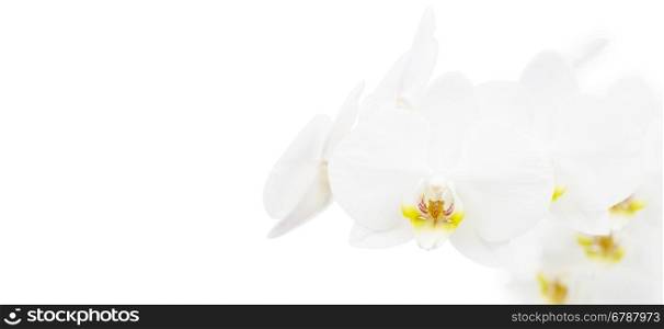 White orchid isolated on white&#xA;&#xA;