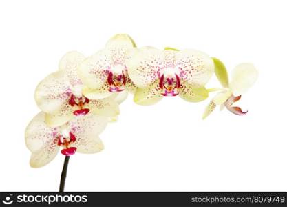 White orchid isolated on white&#xA;&#xA;