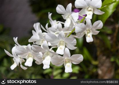 White orchid (Orchidaceae)