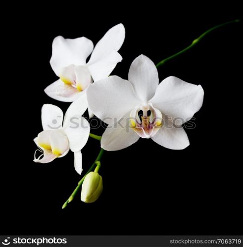 White orchid phalaenopsis flower close-up isolated on a black background