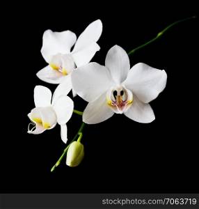 White orchid phalaenopsis flower close-up isolated on a black background