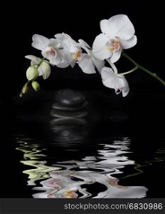 White orchid phalaenopsis flower covered with water drops and stones for massage on a black background reflected in a water surface with small waves