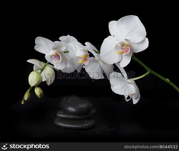 White orchid phalaenopsis flower covered with water drops and stones for massage on a black background
