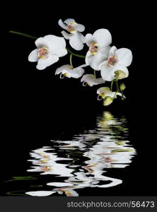 White orchid phalaenopsis flower covered with water drops, isolated on a black background reflected in a water surface with small waves