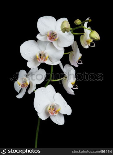 White orchid phalaenopsis flower covered with water drops, isolated on a black background
