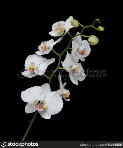 White orchid phalaenopsis flower covered with water drops, isolated on a black background