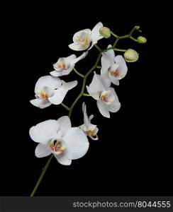 White orchid phalaenopsis flower covered with water drops, isolated on a black background