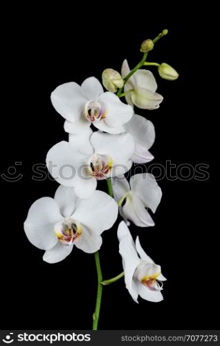 White orchid phalaenopsis flower, isolated on a black background