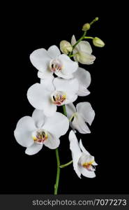 White orchid phalaenopsis flower, isolated on a black background