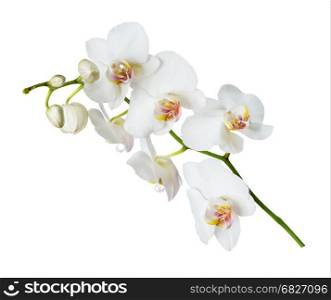 White orchid phalaenopsis flower isolated on a white background