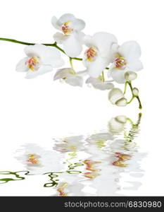 White orchid phalaenopsis flower isolated on a white background reflected in a water surface with small waves