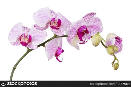 White orchid phalaenopsis flower on a white background