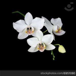 White orchid phalaenopsis flowers close-up isolated on a black background