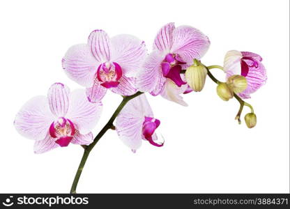 White orchid phalaenopsis on a white background