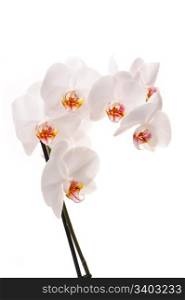 White orchid. White orchid (Phalaenopsis) flowers, isolated, white background