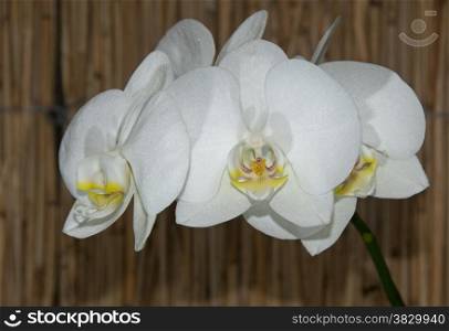 white orchid with bamboo background