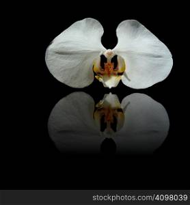White orchid with yellow center and reflection on black background.