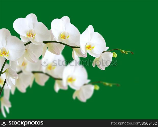 white orchids flower isolated on green background