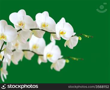 white orchids flower isolated on green background