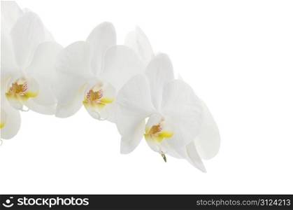 white orchids flower isolated on white background